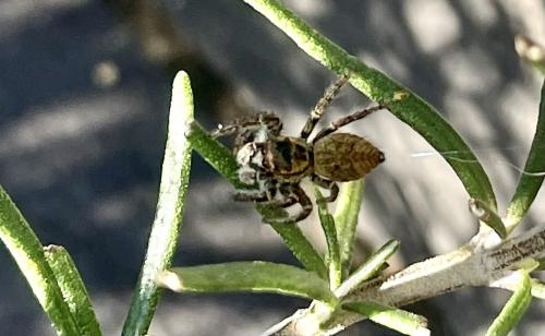 Réf. 353 626 : Carrhotus xanthogramma